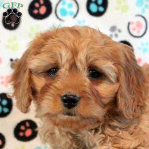 Henry, Cavapoo Puppy