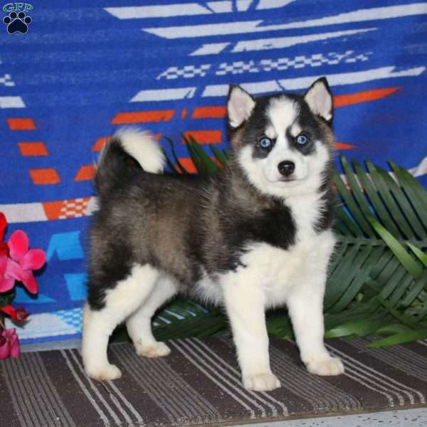 Hero, Pomsky Puppy
