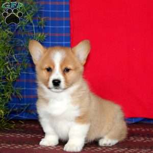 Hero, Pembroke Welsh Corgi Puppy