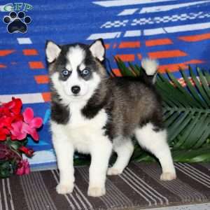 Hero, Pomsky Puppy