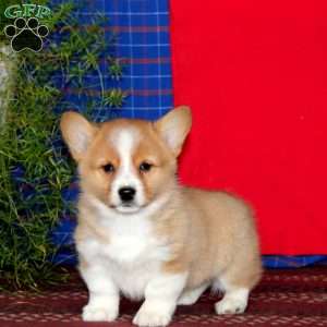 Hero, Pembroke Welsh Corgi Puppy