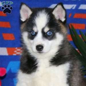 Hero, Pomsky Puppy