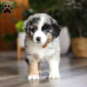 Hershey, Miniature Australian Shepherd Puppy