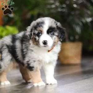 Hershey, Miniature Australian Shepherd Puppy