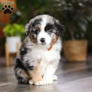 Hershey, Miniature Australian Shepherd Puppy