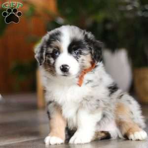 Hershey, Miniature Australian Shepherd Puppy