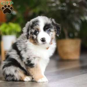 Hershey, Miniature Australian Shepherd Puppy