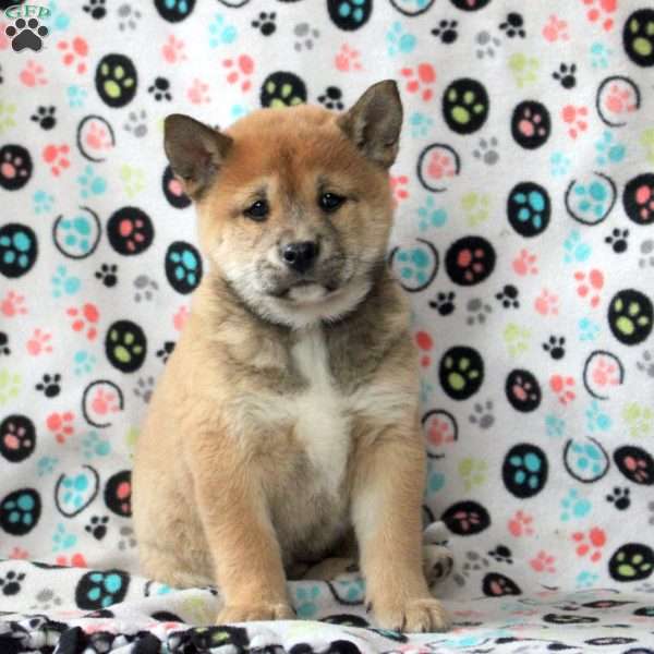 Hershey, Shiba Inu Puppy