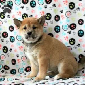 Hershey, Shiba Inu Puppy