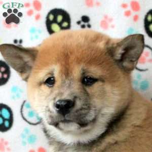 Hershey, Shiba Inu Puppy