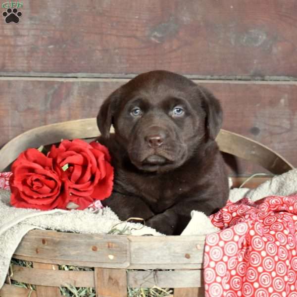 Hershey, Chocolate Labrador Retriever Puppy