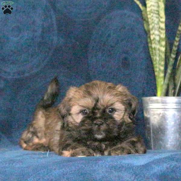 Hershey, Shih Tzu Puppy