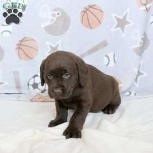 Hershey, Chocolate Labrador Retriever Puppy