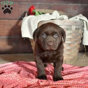 Hershey, Chocolate Labrador Retriever Puppy