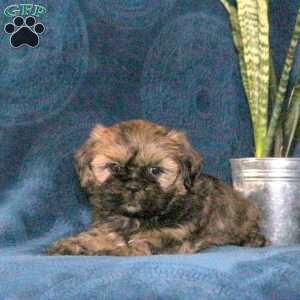 Hershey, Shih Tzu Puppy
