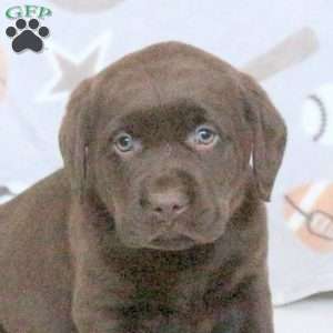 Hershey, Chocolate Labrador Retriever Puppy