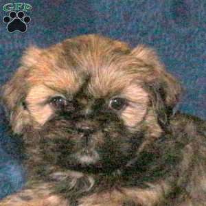 Hershey, Shih Tzu Puppy