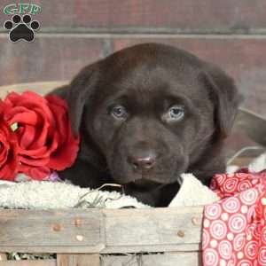 Hershey, Chocolate Labrador Retriever Puppy