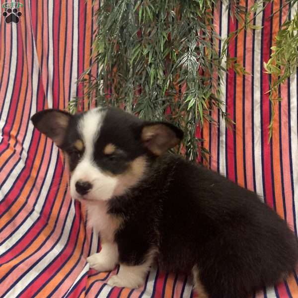 Hershey, Pembroke Welsh Corgi Puppy