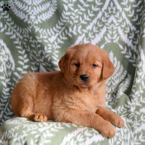 Hilary, Golden Retriever Puppy
