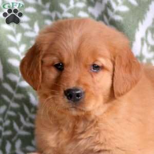 Hilary, Golden Retriever Puppy