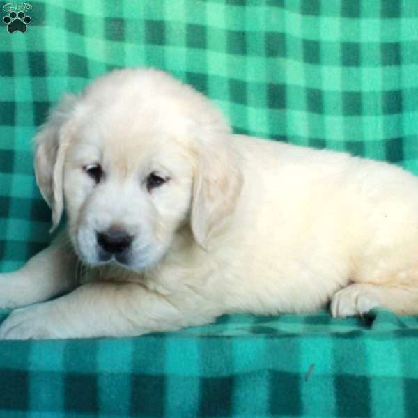 Hoagie, English Cream Golden Retriever Puppy