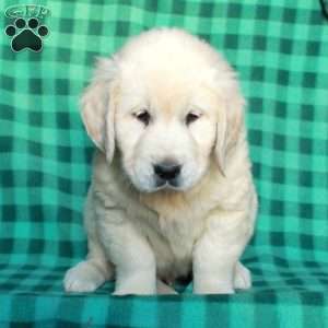Hoagie, English Cream Golden Retriever Puppy