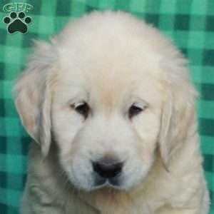 Hoagie, English Cream Golden Retriever Puppy
