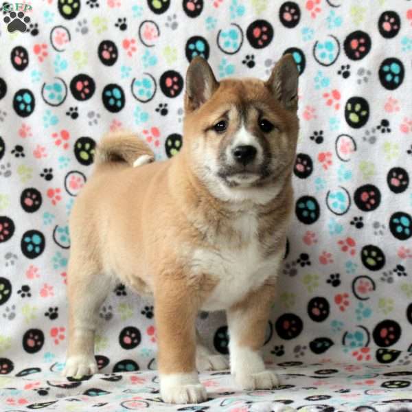 Holley, Shiba Inu Puppy