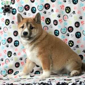Holley, Shiba Inu Puppy