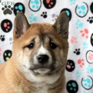 Holley, Shiba Inu Puppy