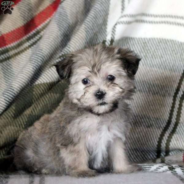 Holly, Havanese Puppy