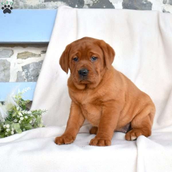 Holly, Fox Red Labrador Retriever Puppy