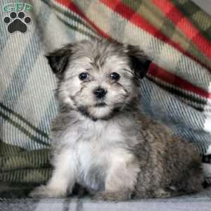 Holly, Havanese Puppy