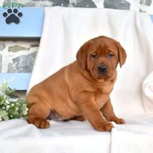 Holly, Fox Red Labrador Retriever Puppy