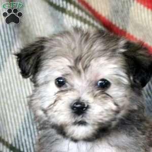 Holly, Havanese Puppy