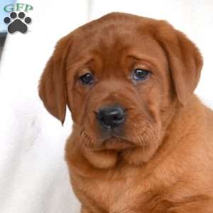 Holly, Fox Red Labrador Retriever Puppy