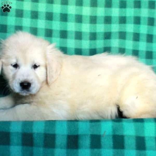 Honey, English Cream Golden Retriever Puppy
