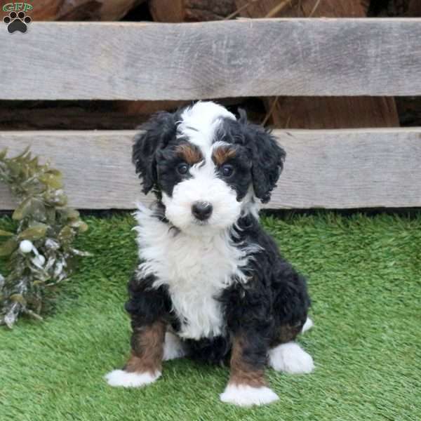 Honey, Mini Bernedoodle Puppy