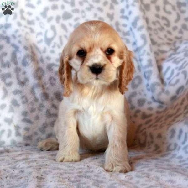 Honey, Cocker Spaniel Puppy