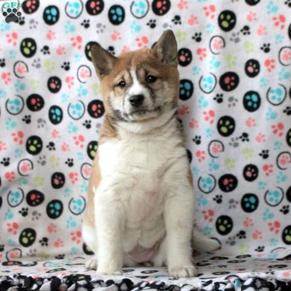 Honey, Shiba Inu Puppy