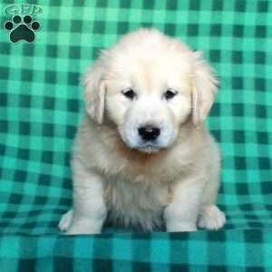 Honey, English Cream Golden Retriever Puppy