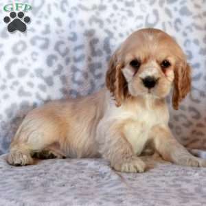 Honey, Cocker Spaniel Puppy