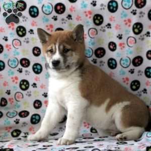 Honey, Shiba Inu Puppy