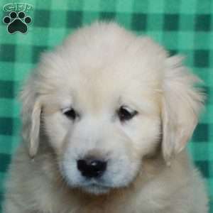 Honey, English Cream Golden Retriever Puppy