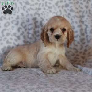 Honey, Cocker Spaniel Puppy
