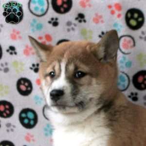 Honey, Shiba Inu Puppy