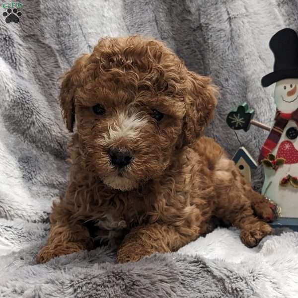 Honey, Mini Goldendoodle Puppy