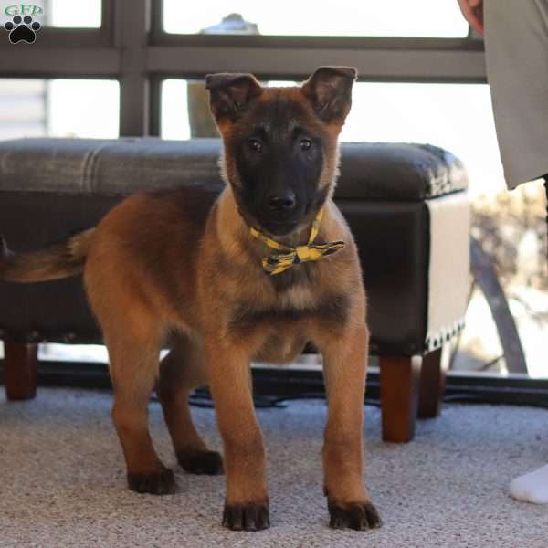 Honey, Belgian Malinois Puppy