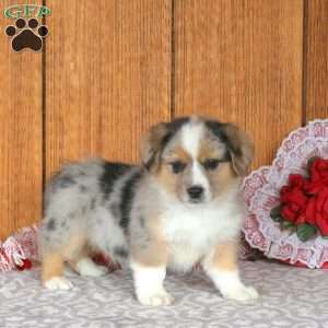 Hooper, Welsh Corgi Mix Puppy